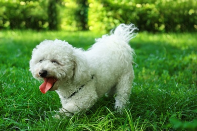 Photo of Cute fluffy Bichon Frise dog on green grass in park