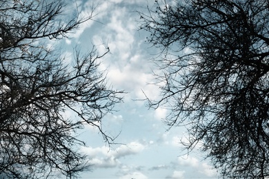 Silhouettes of tree branches against sky, bottom view. Fantasy forest