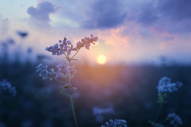 Closeup view of beautiful blossoming buckwheat flowers at sunset