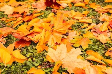 Colorful autumn leaves on green lawn in park, closeup