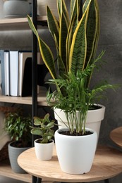 Beautiful house plants on wooden table indoors. Home design idea