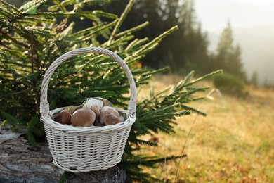 Basket with fresh mushrooms near fir outdoors on sunny day