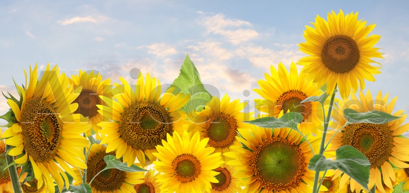 Many bright sunflowers and sky on background. Banner design 