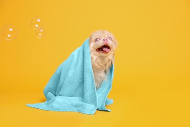 Photo of Cute Pekingese dog wrapped in towel and bubbles on yellow background. Pet hygiene