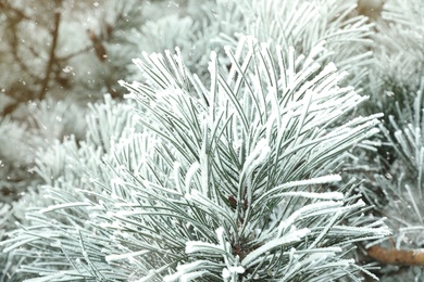 Frosty coniferous tree branches outdoors, closeup. Winter season