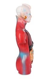 Human anatomy mannequin showing internal organs isolated on white