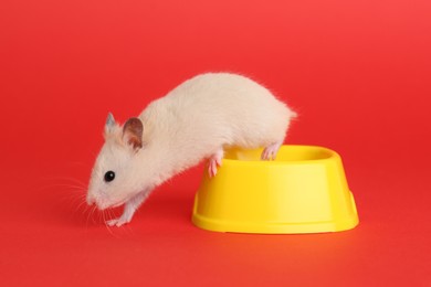 Cute little hamster near feeding bowl on red background