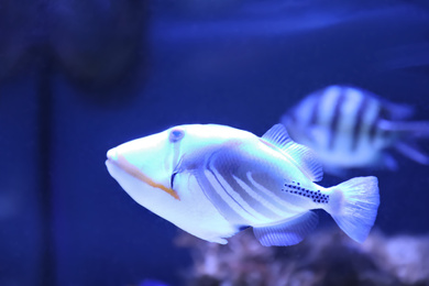 Beautiful picassofish swimming in clear aquarium water