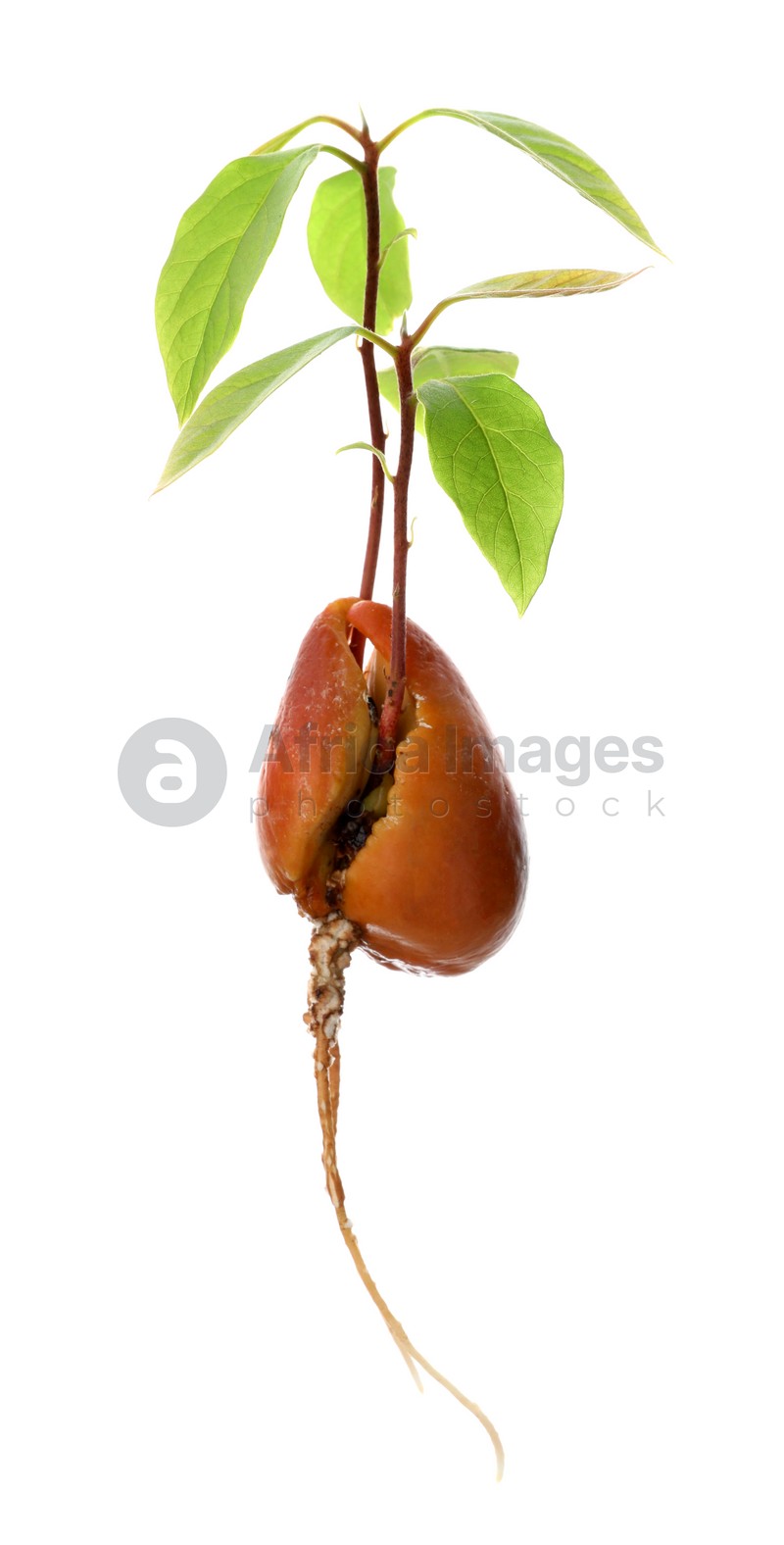 Avocado seed with sprouts and root on white background