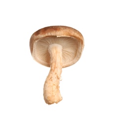 Fresh wild shiitake mushroom isolated on white