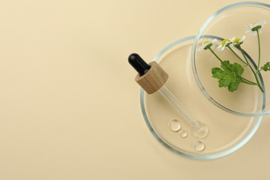 Petri dishes with chamomile flowers and dropper on beige background, top view. Space for text
