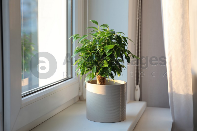 Photo of Potted Ficus benjamina plant on window sill at home
