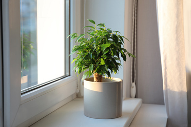 Potted Ficus benjamina plant on window sill at home