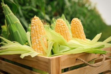 Wooden crate with fresh ripe corn on field