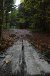 Photo of Beautiful view of weathered wooden plank in forest on autumn day
