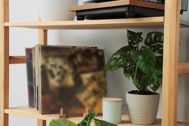 Beautiful houseplant and vinyl records on wooden shelving unit near light wall