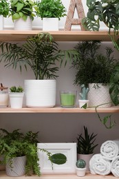 Wooden shelving unit with green plants and different accessories indoors. Interior design