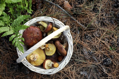 Wicker basket with fresh wild mushrooms in forest, top view. Space for text