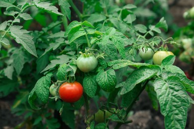 Beautiful green plants with ripening tomatoes in garden