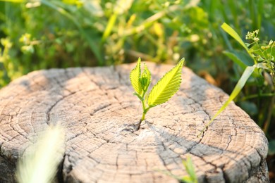 Young green seedling growing out of tree stump outdoors on sunny day, closeup. New life concept