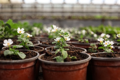 Photo of Many pots with soil and blooming flowers in greenhouse, closeup
