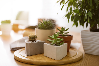 Beautiful potted plants on wooden table at home. Engaging hobby