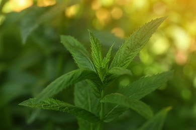 Photo of Beautiful mint with lush green leaves growing outdoors, closeup