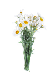 Beautiful fresh chamomile bouquet isolated on white