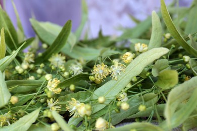 Beautiful linden blossoms and green leaves, closeup