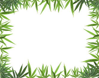 Frame of green hemp leaves on white background