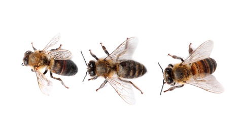 Beautiful honeybees on white background, top view. Domesticated insects