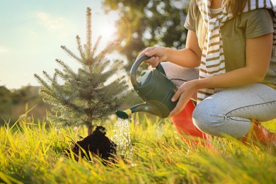 Photo of Woman watering newly planted conifer tree in meadow on sunny day, closeup
