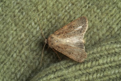 Paradrina clavipalpis moth on color knitted sweater