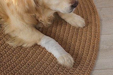 Cute golden retriever with bandage on paw at home, closeup