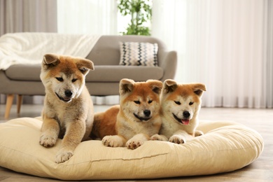 Cute akita inu puppies on pet pillow indoors