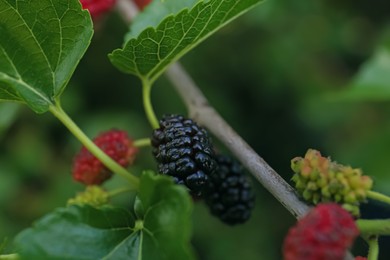 Tree branch with unripe mulberries outdoors, closeup