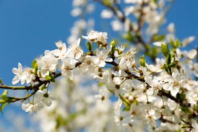 Branch of plum tree with beautiful white blossoms outdoors, closeup. Spring season