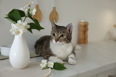 Cute cat near jasmine flowers on countertop in kitchen