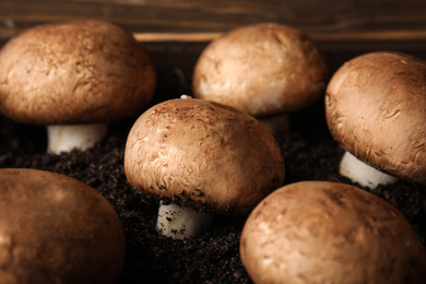 Photo of Brown champignons growing on soil, closeup. Mushrooms cultivation