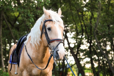 Palomino horse in bridle at green park