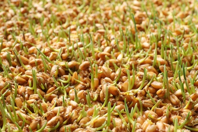 Sprouted wheat grass seeds as background, closeup