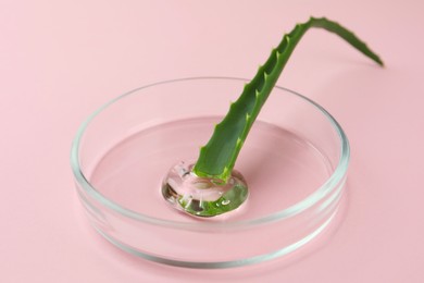 Petri dish with aloe plant and cosmetic product on pink background