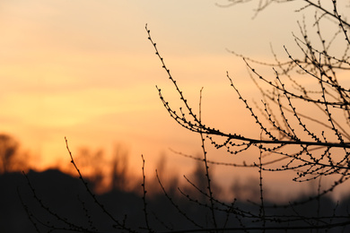 Closeup view of tree silhouette against sunset sky