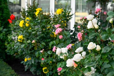 Photo of Bushes with colorful beautiful roses outdoors on summer day