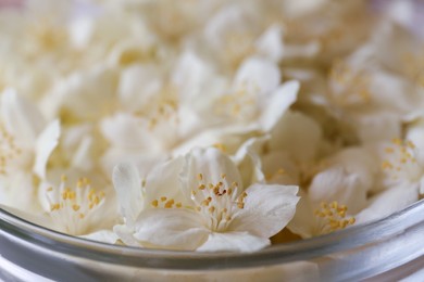 Beautiful white jasmine flowers in glass bowl, closeup