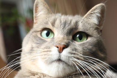 Closeup view of cute tabby cat with beautiful green eyes on blurred background