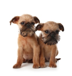 Studio portrait of funny Brussels Griffon dogs looking into camera on white background