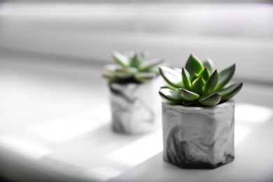 Beautiful potted succulents on white window sill. Space for text