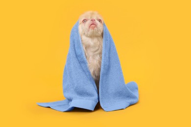 Photo of Cute Pekingese dog wrapped in towel on yellow background. Pet hygiene