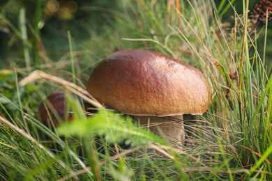 Wild mushrooms growing in forest, closeup view